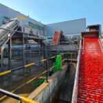 Las organizaciones agrarias piden a los productores que no vendan tomate por debajo de los 137 euros la tonelada, sus costes de producción