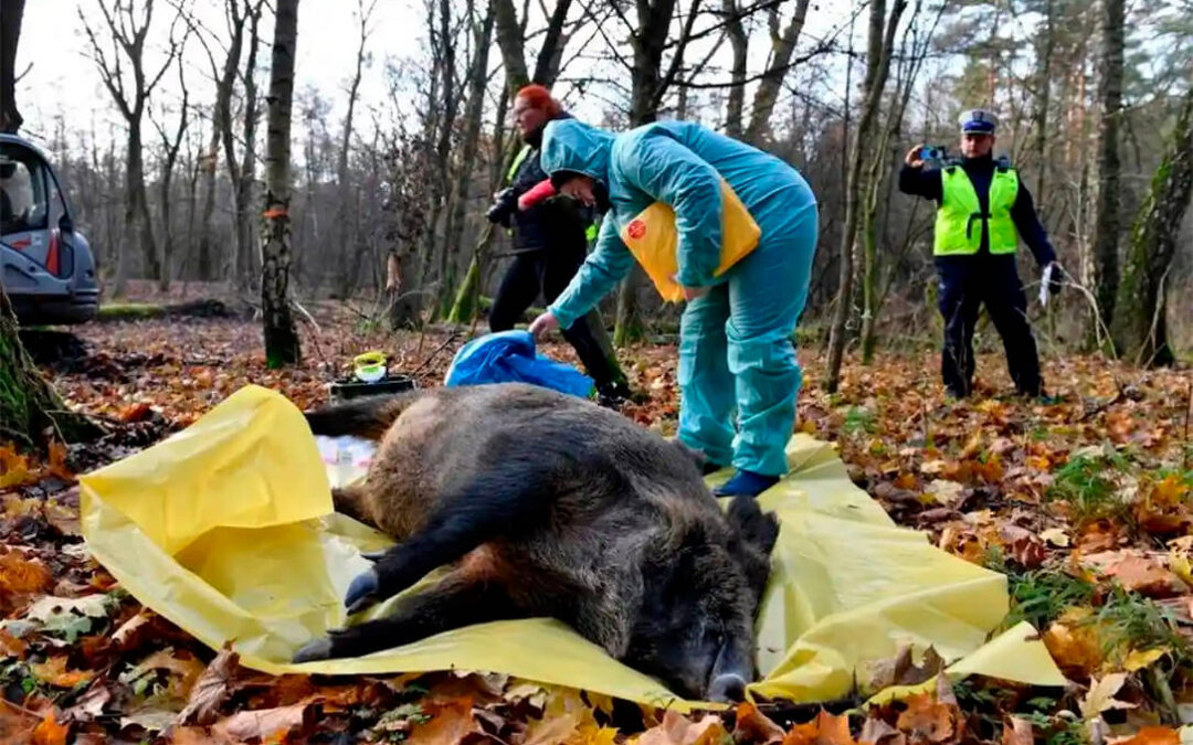 El goteo que no cesa: Cataluña detecta otros 18 nuevos jabalíes con peste porcina africana en Cerdanyola del Vallès