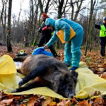El goteo que no cesa: Cataluña detecta otros 18 nuevos jabalíes con peste porcina africana en Cerdanyola del Vallès