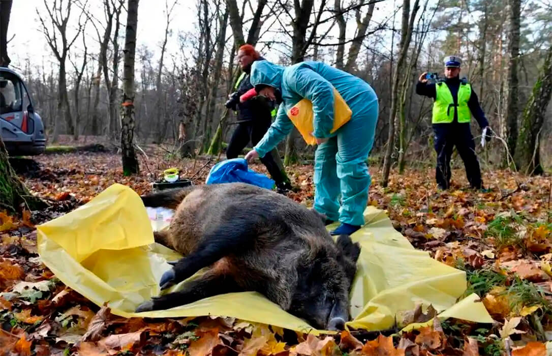 El goteo que no cesa: Cataluña detecta otros 18 nuevos jabalíes con peste porcina africana en Cerdanyola del Vallès