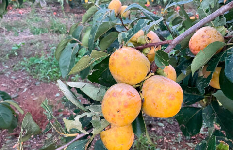 Cuantifican en 340 millones las pérdidas de un año agrario 2025 «muy difícil» por el clima, la DANA, costes, plagas y competencia desleal