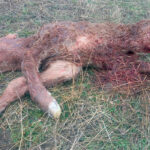 Denuncian un nuevo ataque de lobo a 4 kilómetros de Ávila capital y alertan del grave riesgo para la ganadería y la seguridad ciudadana