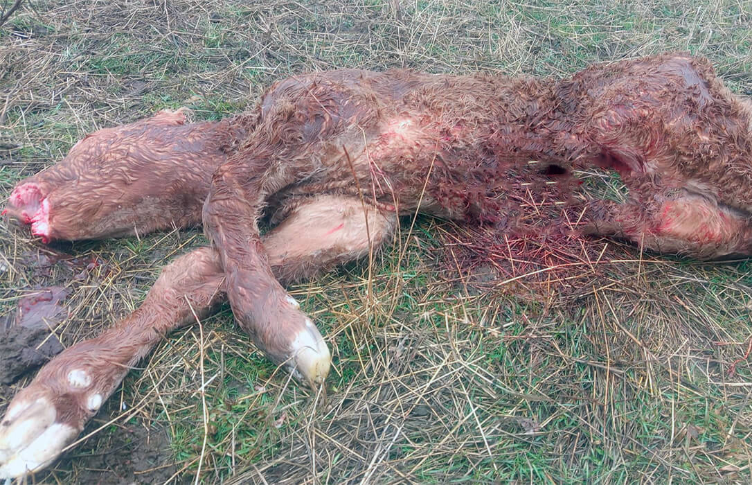 Denuncian un nuevo ataque de lobo a 4 kilómetros de Ávila capital y alertan del grave riesgo para la ganadería y la seguridad ciudadana