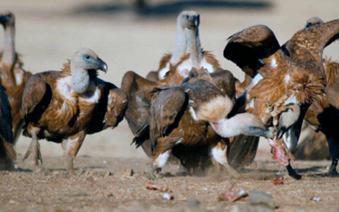CLM convoca las ayudas para paliar los daños por ataques de aves necrófagas y del lobo con un incremento de las primas del 30 por ciento