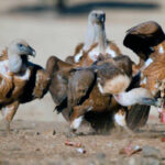 CLM convoca las ayudas para paliar los daños por ataques de aves necrófagas y del lobo con un incremento de las primas del 30 por ciento
