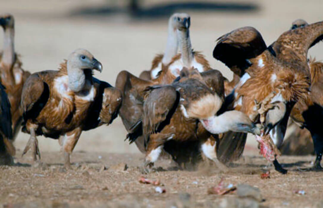 CLM convoca las ayudas para paliar los daños por ataques de aves necrófagas y del lobo con un incremento de las primas del 30 por ciento