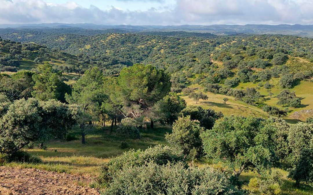 La certificación de sostenibilidad PEFC se convierte en un elemento clave en las futuras ayudas forestales en Andalucía