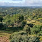 La certificación de sostenibilidad PEFC se convierte en un elemento clave en las futuras ayudas forestales en Andalucía