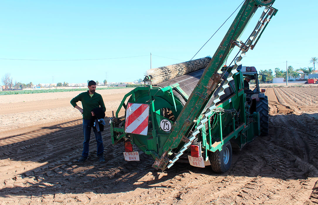 Piden a la Conselleria de Agricultura un estudio para analizar la preocupante bajada de rendimientos en el cultivo de la chufa valenciana