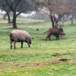 Solicitan a Medio Ambiente ampliar hasta el 15 de marzo las batidas de jabalí en Andalucía, como medida de prevención de la peste porcina