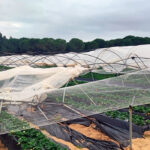 La borrasca Kristin deja graves daños en los frutos rojos; la acusaciones de Irene Montero, indignación en el sector agrario