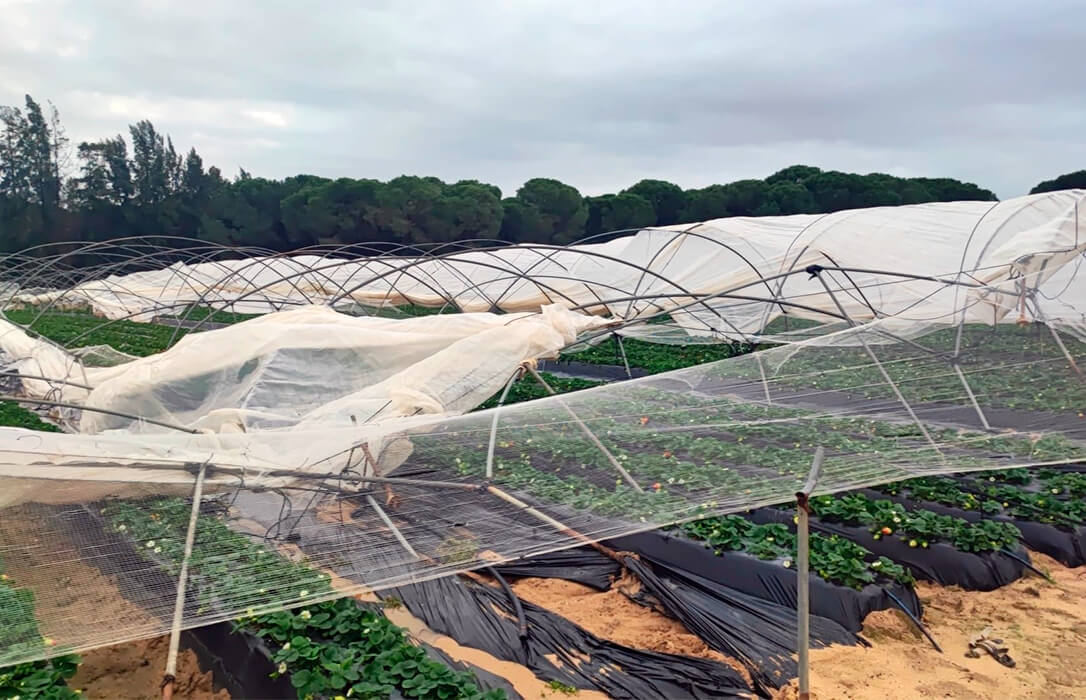 La borrasca Kristin deja graves daños en los frutos rojos; la acusaciones de Irene Montero, indignación en el sector agrario