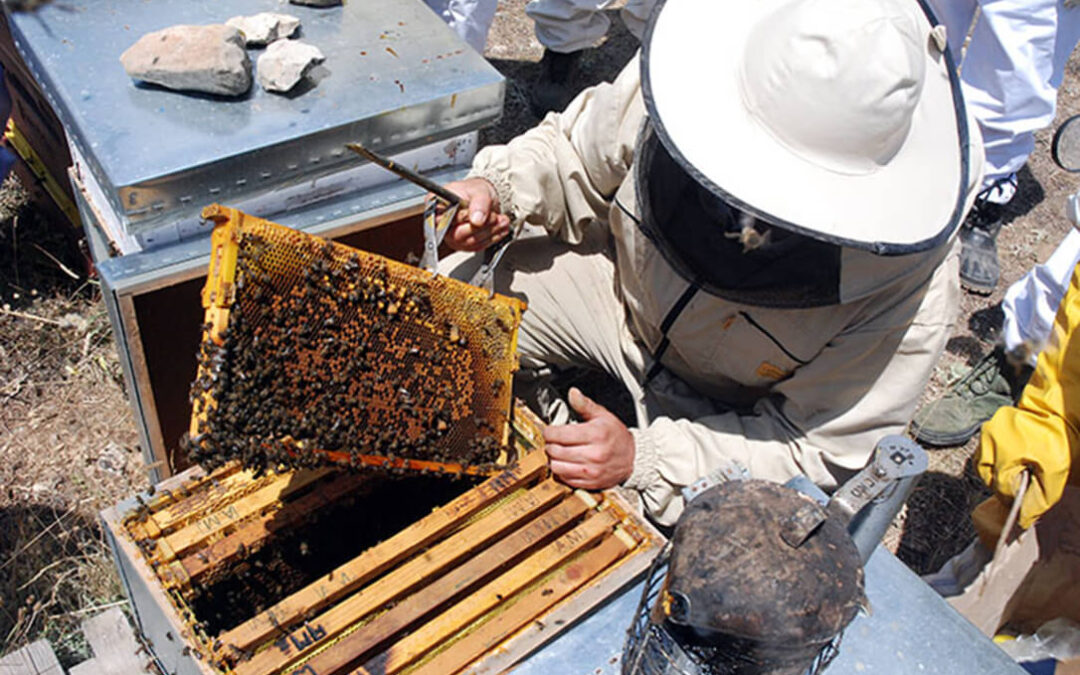 UE-Mercosur: Bruselas sacrifica la apicultura para alimentar el negocio de las multinacionales