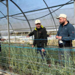 UPA-UCE acogerá a cinco jóvenes agricultores del Programa Cultiva en dos explotaciones modelo ubicadas en Valdelacalzada y Caminomorisco