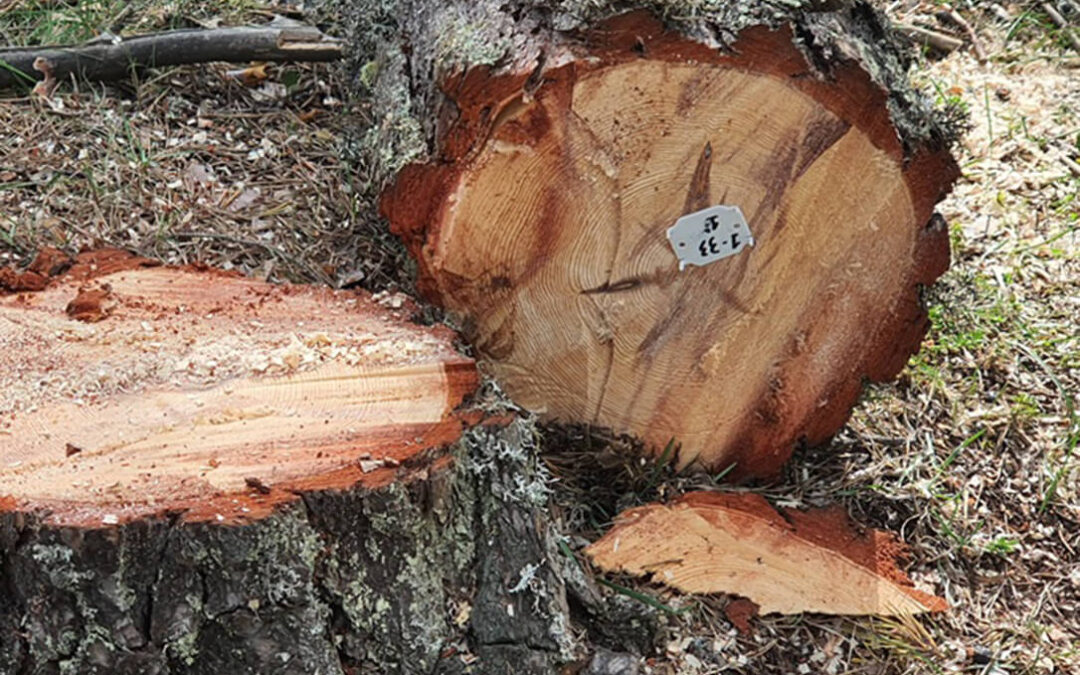 COPADE refuerza su liderazgo como motor del Comercio Justo en España con una nueva apuesta por la comercialización de productos de impacto