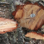 COPADE refuerza su liderazgo como motor del Comercio Justo en España con una nueva apuesta por la comercialización de productos de impacto