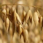 Arranca el año con estabilidad cerealista, con un leve repunte en la cotización del centeno y problemas de salida de la avena en la lonja de León