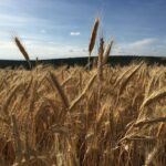 Continúa la estabilidad del cereal en León pese a las turbulencias en las divisas que encaren al europeo mientras la patata cierra campaña sin cubrir costes