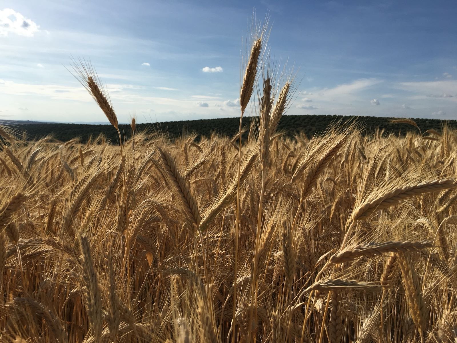 Continúa la estabilidad del cereal en León pese a las turbulencias en las divisas que encaren al europeo mientras la patata cierra campaña sin cubrir costes