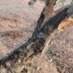 Satisfacción por la involucración de la Dirección General de Agricultura, Ganadería y Alimentación de Madrid contra la plaga de conejo