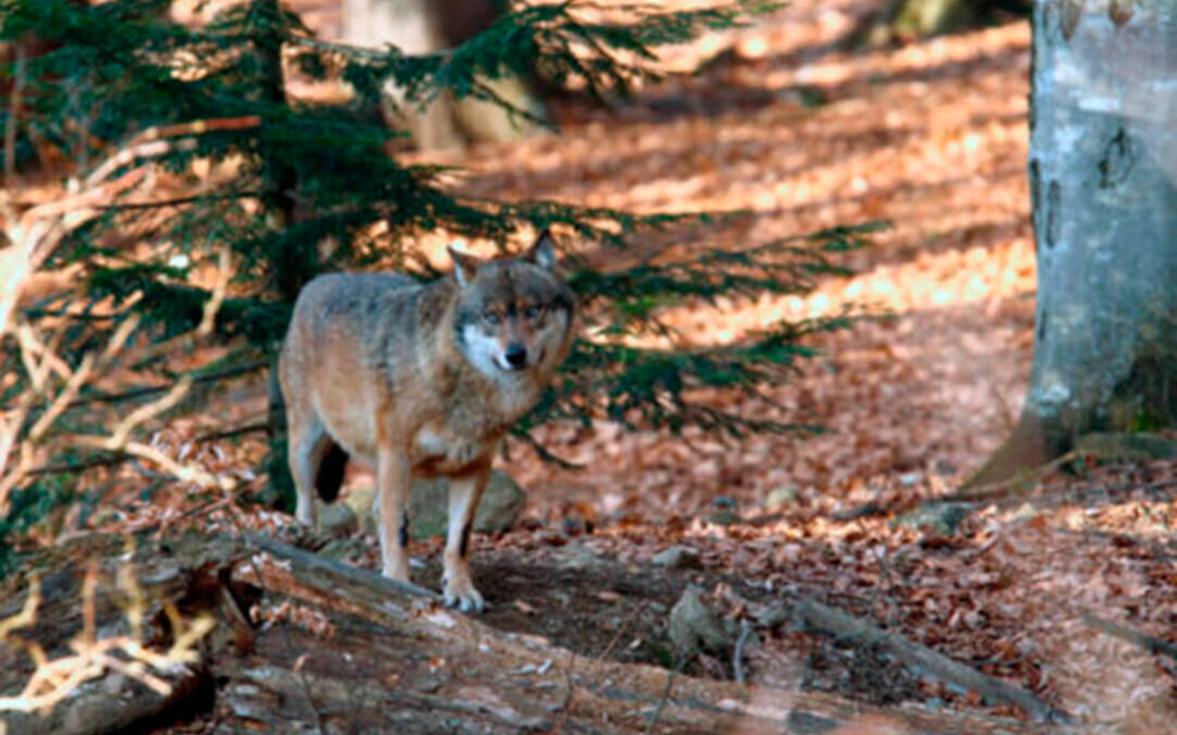 Castilla-La Mancha convoca ayudas para paliar los daños por ataques del lobo al ganado pero con condiciones de disponibilidad presupuestaria