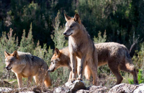 Siete CCAA acuerdan denunciar al Gobierno ante la Comisión Europea por incumplimientos en la legislación comunitaria con el lobo