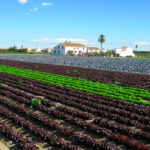 Ante el inicio del debate: denuncian que Bruselas quiere abrir el mercado ecológico a productos importados sin el debido control