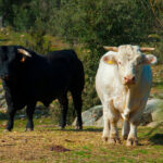 Convocan a los ganaderos y ganaderas a una protesta en la frontera con Francia ante el desamparo que sufren por la dermatosis