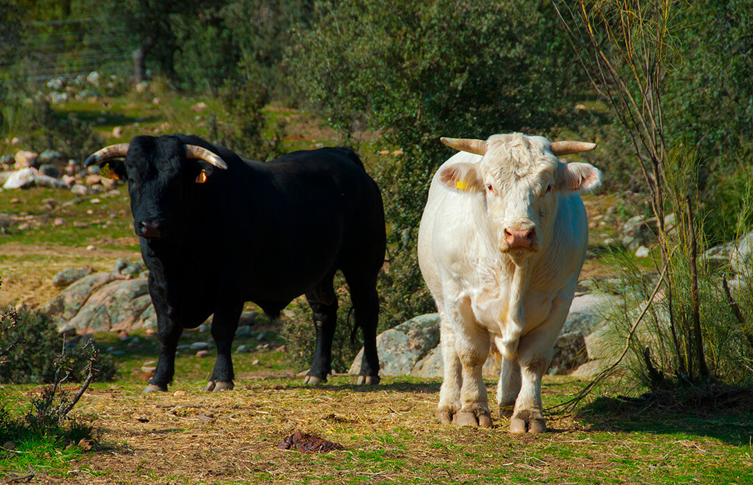 Convocan a los ganaderos y ganaderas a una protesta en la frontera con Francia ante el desamparo que sufren por la dermatosis