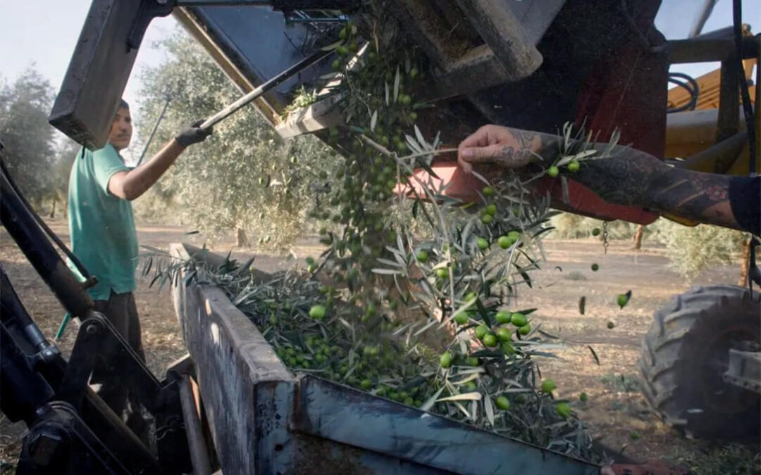 Cooperativas defiende en Bruselas la relevancia estratégica del sector de la aceituna de mesa y alerta de las dificultades para exportar a terceros países