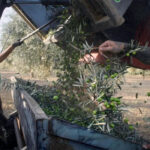 Cooperativas defiende en Bruselas la relevancia estratégica del sector de la aceituna de mesa y alerta de las dificultades para exportar a terceros países