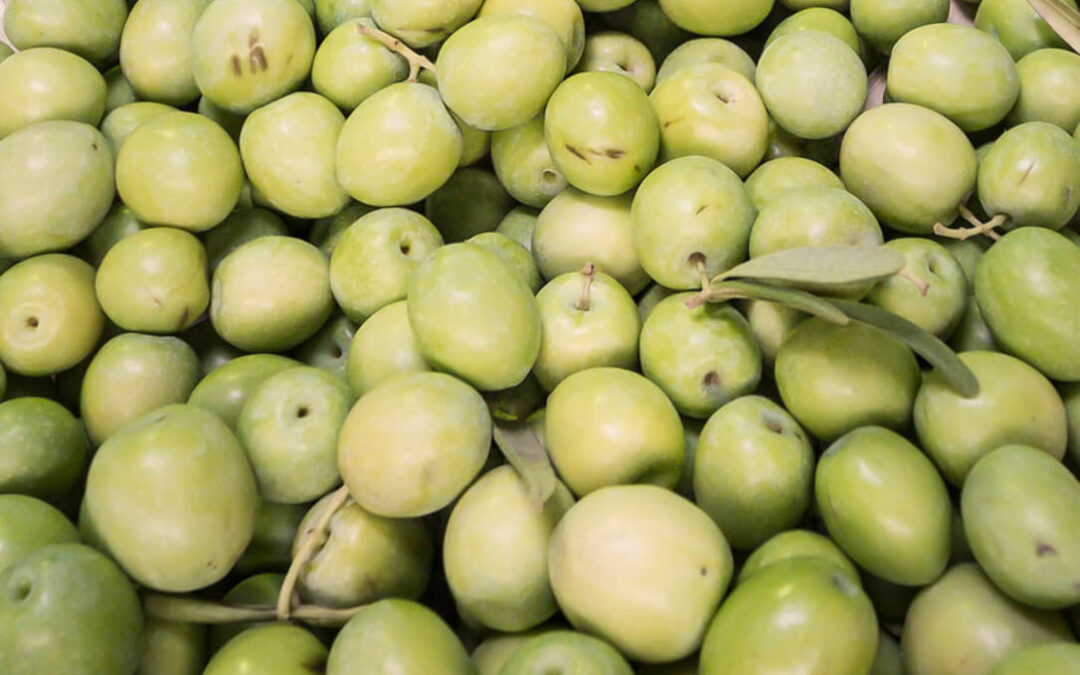 La DOP Aceituna Aloreña de Málaga se ‘hace universitaria’ con un acuerdo de colaboración con la Universidad malacitana