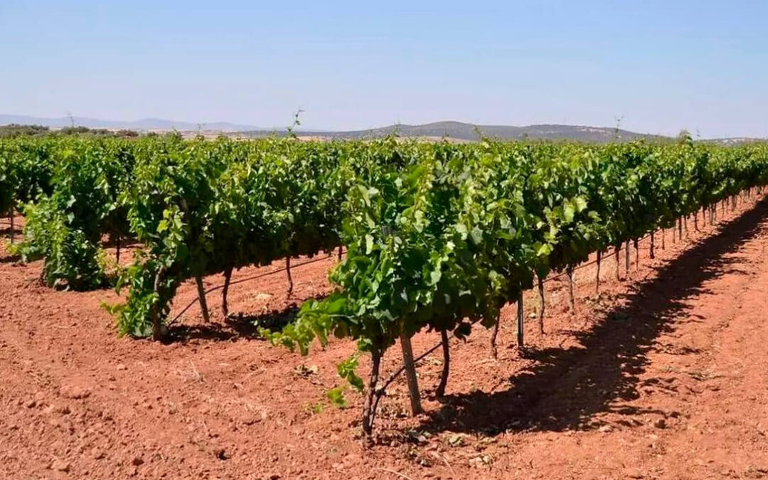 Rechazan el bloqueo para el crecimiento del cava extremeño y denuncia la demagogia de las organizaciones que han votado a favor o se abstienen