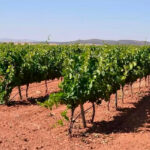 Rechazan el bloqueo para el crecimiento del cava extremeño y denuncia la demagogia de las organizaciones que han votado a favor o se abstienen