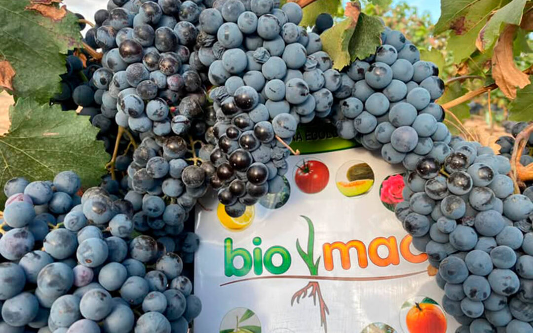 Una empresa de Socuéllamos refuerza su apuesta por una biotecnología ecológica que aumenta la rentabilidad del viñedo y minimiza el mildiu