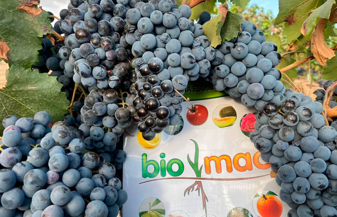 Una empresa de Socuéllamos refuerza su apuesta por una biotecnología ecológica que aumenta la rentabilidad del viñedo y minimiza el mildiu