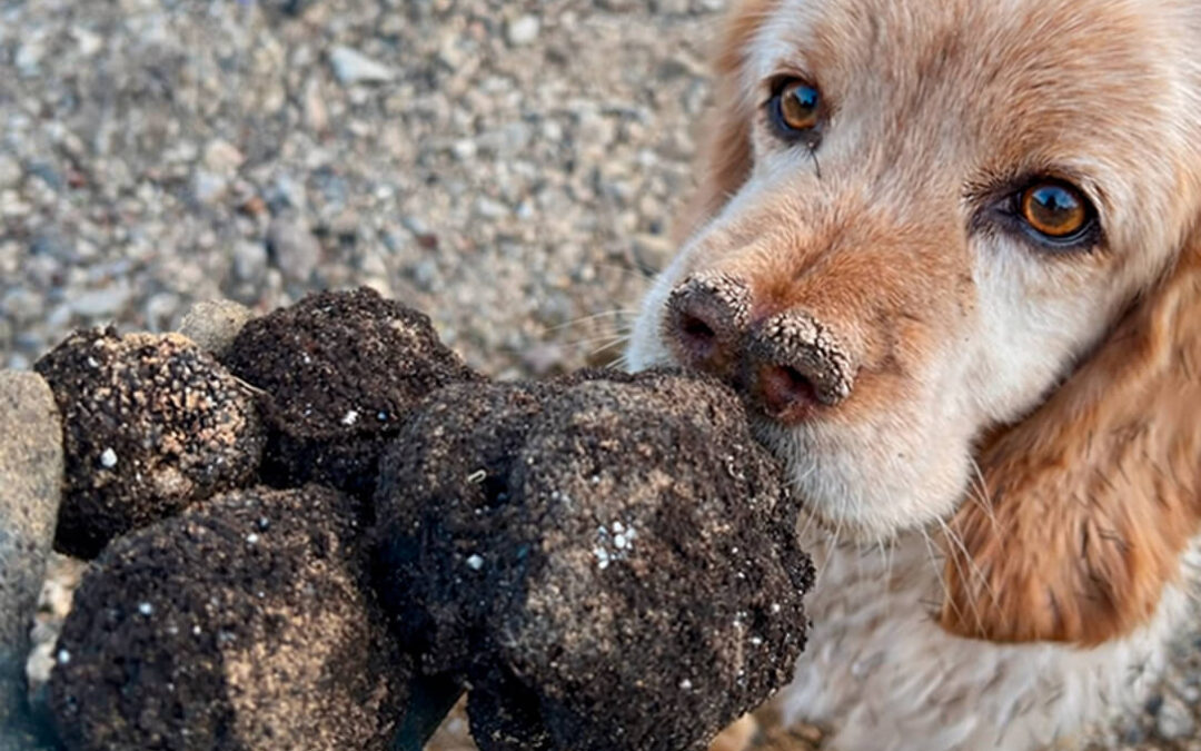 Denuncian un desplome histórico del precio de la trufa negra en Castellón al pasar de 500€/kg a 125/150 en solo unas semanas