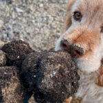 Denuncian un desplome histórico del precio de la trufa negra en Castellón al pasar de 500€/kg a 125/150 en solo unas semanas
