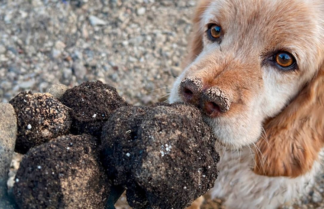 Denuncian un desplome histórico del precio de la trufa negra en Castellón al pasar de 500€/kg a 125/150 en solo unas semanas