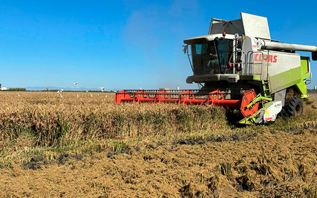En pleno debate sobre el acuerdo UE-Mercosur, el sector arrocero sufre una cláusula de salvaguardia aprobada por Europa «absolutamente inútil e ineficaz»