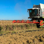 En pleno debate sobre el acuerdo UE-Mercosur, el sector arrocero sufre una cláusula de salvaguardia aprobada por Europa «absolutamente inútil e ineficaz»