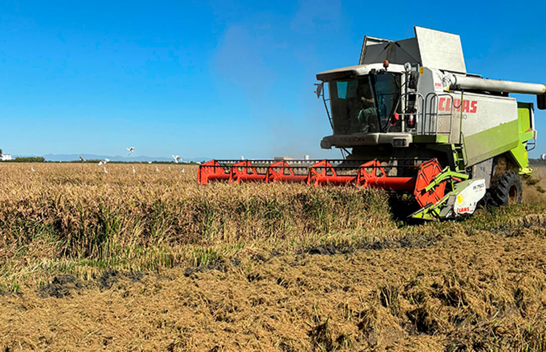 En pleno debate sobre el acuerdo UE-Mercosur, el sector arrocero sufre una cláusula de salvaguardia aprobada por Europa «absolutamente inútil e ineficaz»