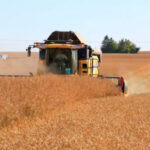 Estabilidad en todos los mercados cerealistas en la sesión de la lonja de León tras la sorpresa del último informe USDA