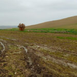 Reclaman flexibilizar la PAC ante la imposibilidad de sembrar debido a las lluvias y evitar que se pierdan 9 millones en ayudas