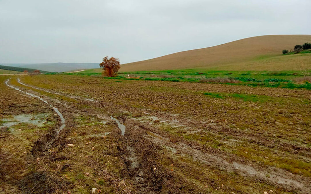 Primer problema de la campaña de la PAC: demandan medidas de flexibilización en este arranque ante las circunstancias meteorológicas adversas