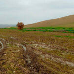 Primer problema de la campaña de la PAC: demandan medidas de flexibilización en este arranque ante las circunstancias meteorológicas adversas