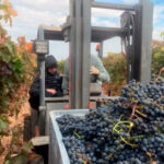 El sector vitícola pide al Mapa la retirada de la propuesta de modificación de los fondos ISV que merman las ayudas a los viticultores