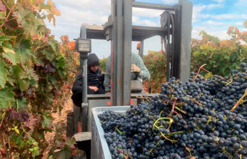 El sector vitícola pide al Mapa la retirada de la propuesta de modificación de los fondos ISV que merman las ayudas a los viticultores