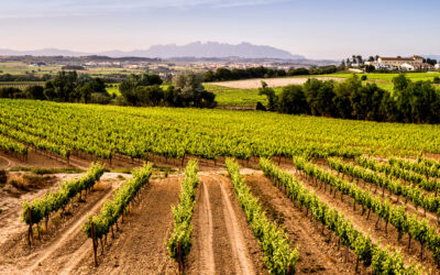 Impulsan una visión compartida para el futuro de la DO Cavan con el objetivo de definir un plan estratégico a ocho años