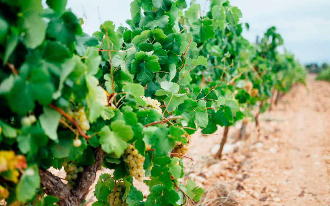 Bruselas aprueba cambios en el Cava, con un grado alcohólico mínimo para toda la DOP, y la IGP Brandy de Jerez para regular su envejecimiento